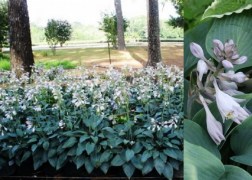 Hosta tardiana Halcyon / Kék levelű árnyékliliom